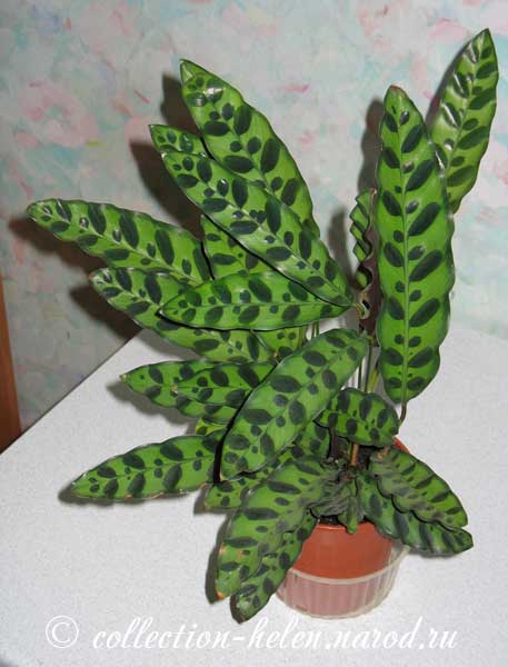 کالاتیا لانسیفولیا